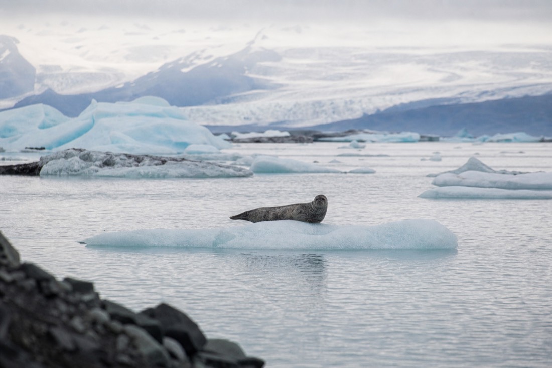 A harbour seal resting on a low iceberg in Jökulsárlón glacier lagoon, watched from the shore at a safe distance